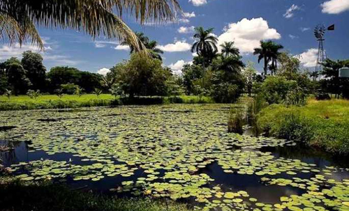 Cuban Wetlands: Internationally Important