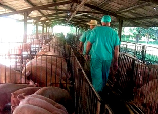 Cebar la eficiencia para criar cerdos • Trabajadores