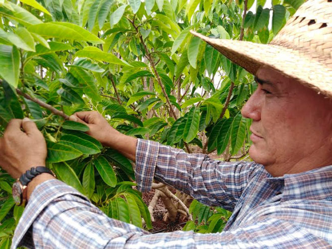 "Esta plantación de chirimoya, por ejemplo, está sanita sanita, le aplicamos medios biológicos", afirma Alexander Ramírez. Foto: José Luis Martínez Alejo