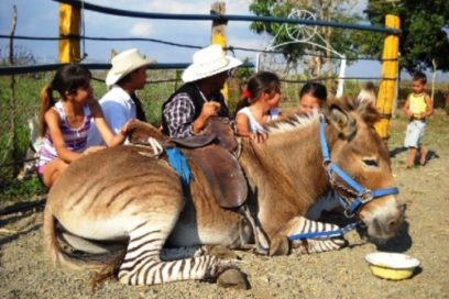 ¿Cebrasnos en Cuba?