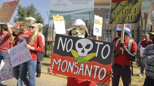 Ecologistas dicen 'no' a los productos transgénicos. Foto: EFE