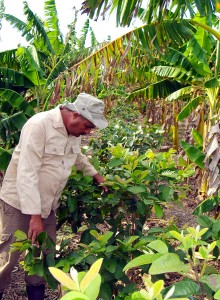 La finca Las Y de Calzadilla es piloto en el polígono experimental en defensa de los suelos y del empleo de la ciencia y la técnica