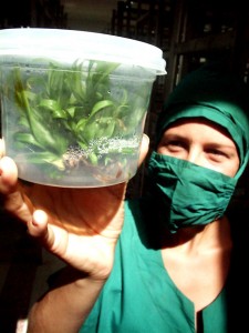 Prestigiosos investigadores laboran el centro de bioplantas de Ciego de Ávila, fundado hace dos décadas. Foto: René Pérez Massola