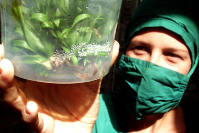 En Ciego de Ávila Congreso internacional de biotecnología vegetal