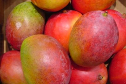 En Cuba foro internacional sobre genética del mango