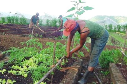 Urban agriculture advances
