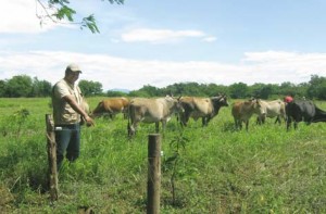 Alimentación del ganado bajo el programa de cercas eléctricas.