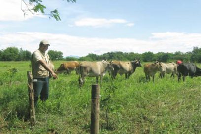 Ganadería cubana retoma empleo de cercas eléctricas