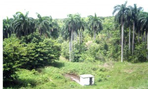 Crece el patrimonio forestal. Foto: Jorge Pérez Cruz
