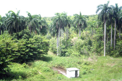 Crecimiento del patrimonio boscoso: ¿Magia u objetividad?