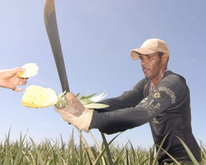 Manos a la obra para catar la piña MD2 exportable. Foto: Robeto Carlos Medina