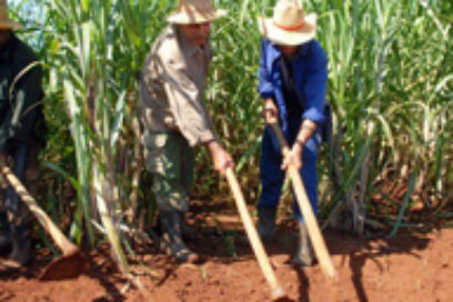 Más caña para más azúcar