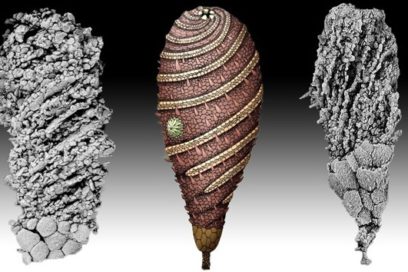 Desentierran a una criatura de 520 millones de años, la más antigua en su especie