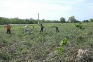 Alrededor de 20 hombres de la Empresa Forestal Integral de Trinidad laboran permanentemente en la plantación de especies endémicas. 