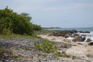 Plantas autóctonas retienen la arena e impiden que la acción del mar atente contra la preservación de la península.