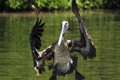 Día Mundial del Medio Ambiente: El peligro es inminente