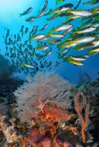 Los arrecifes coralinos están seriamente amenazados.