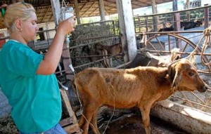 La ganadería no puede ser sostenible si escasea la alimentación y los medicamentos, opina la veterinaria Niurka Pérez Ramírez. Foto: Nohema Diaz Muñoz