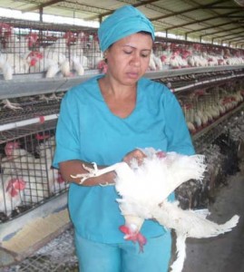 El esfuerzo cotidiano de sus trabajadores es puntal que sostiene los avances productivos de la avicultura santiaguera.. Foto: De la autora