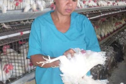 Avicultura santiaguera: Con plumas y cacareando
