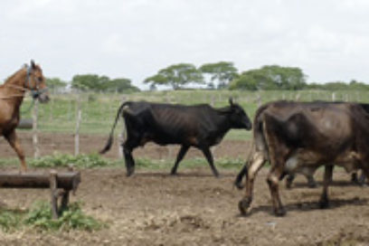 Guajiro, yo quiero, montarme en tu caballo (+ FOTOS)