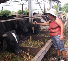 Juana María Blanco es la única Heroína del Trabajo en Sancti Spíritus y la finca que dirige ha mantenido los resultados económicos por más de 25 años.