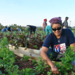 Siempre las primeras en el aporte voluntario a las labores agrícolas. Fotos: Agustín Borrego.