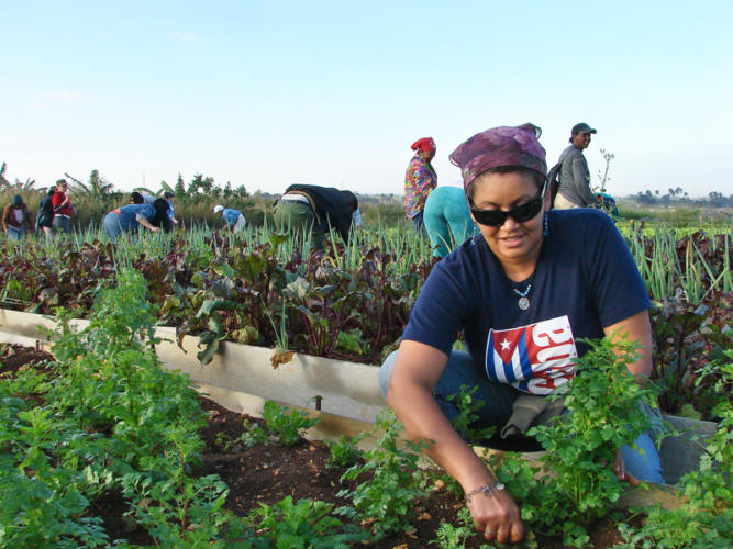 Siempre las primeras en el aporte voluntario a las labores agrícolas. Fotos: Agustín Borrego.