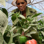 Recogiendo el fruto de su trabajo.