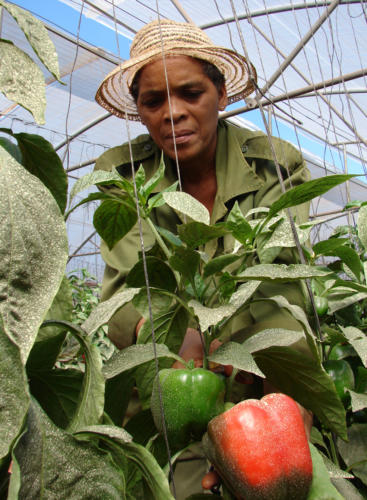 Recogiendo el fruto de su trabajo.