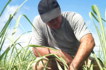 Si aumentan los rendimientos crecen los ingresos