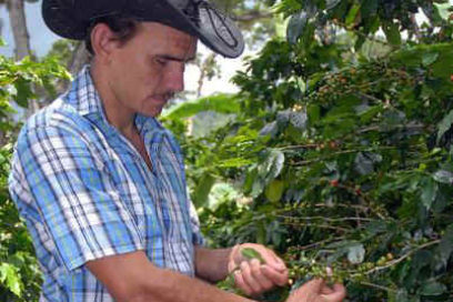 Aspira joven campesino santiaguero a ratificarse como mejor caficultor del país