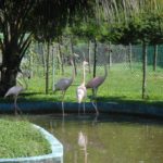 En la propia sede de la Unidad territorial de Flora y Fauna se encuentra un minizoológico al que pueden asistir los clientes cubanos y foráneos a disfrutar de especies como el cocodrilo, jutía conga, flamencos, iguanas y varias especies de aves. Fotos: Oscar Alfonso.