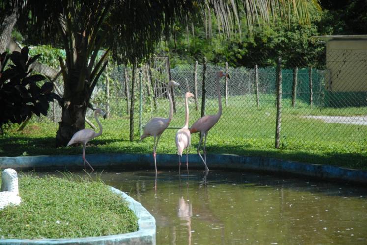 En la propia sede de la Unidad territorial de Flora y Fauna se encuentra un minizoológico al que pueden asistir los clientes cubanos y foráneos a disfrutar de especies como el cocodrilo, jutía conga, flamencos, iguanas y varias especies de aves. Fotos: Oscar Alfonso.