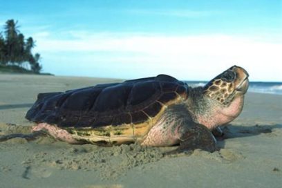 Tortugas Marinas: Contra la desaparición de una especie milenaria