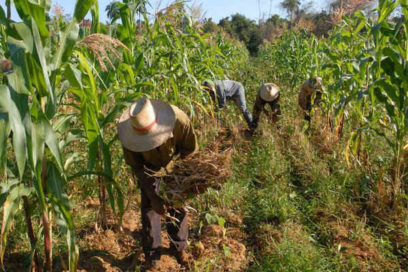 Alianza a favor del suelo