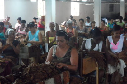 Tabacaleros pinareños: vanguardias en la producción y el debate