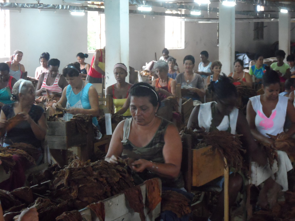 Tabacaleros sanluiseños trabajan previo a la discusión del Anteproyecto.