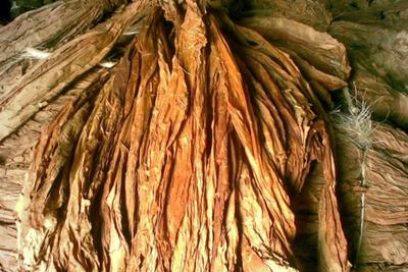 Prevén vegueros cubanos 26 mil 400 toneladas de tabaco en rama