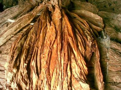 Unas 25 mil hectáreas de tabaco serán plantadas en los campos de la isla con el objetivo de crecer en las exportaciones de la hoja.