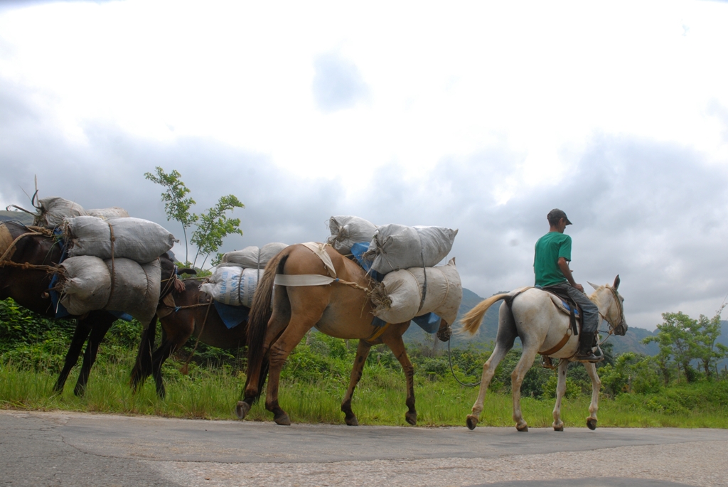 Las arrias de mulos posibilitan la transportación del café cosechado. Foto: Modesto Gutiérrez (AIN)