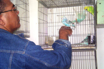 Fundan cooperativas ornitológicos cubanos