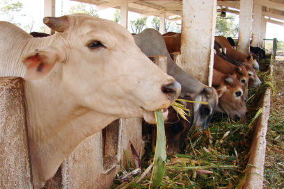 En La Habana, Reunión Latinoamericana de Producción Animal