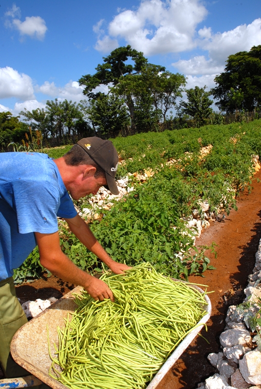 Organopónico "Horquita" en Cienfuegos