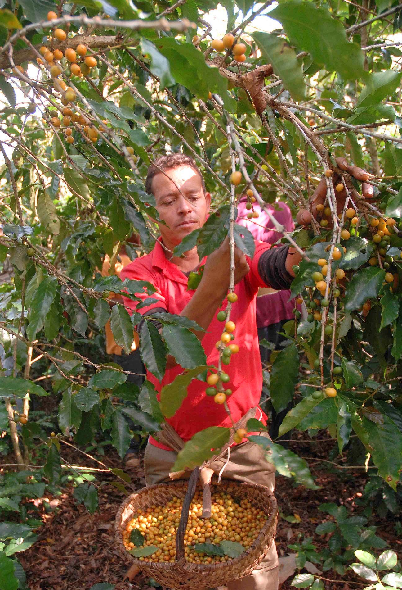 El programa cafetalero debe mostrar sus mejores resultados a partir del 2020 GUIA: Programa de desarrollo cafetalero. Foto Miguel Rubiera Jústiz (AIN)