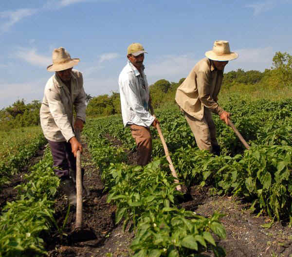 La autosostenibilidad alimentaria es una de las aspiraciones de la nación cubana.