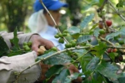 Ya el café se ve en las montañas espirituanas