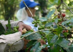Unas 405 hectáreas de tierra están en función del programa anual que prioriza la variedad de café arábigo. Foto: Vicente Brito