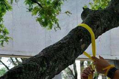 Cintas  para Cinco gigantes