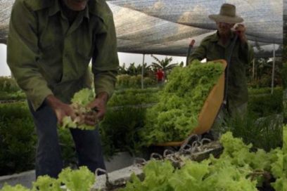Vegetales frescos, fresquitos…